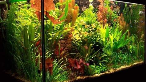 How To Grow Live Plants In An Aquarium