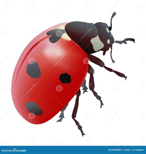 Seven Spot Ladybug Stock Photography | CartoonDealer.com #278642270