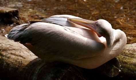 Pelican Bird Beak - Free photo on Pixabay - Pixabay