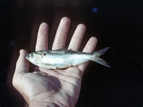 Shad Madness--spawning baitfish turn on Guntersville bass | AL.com