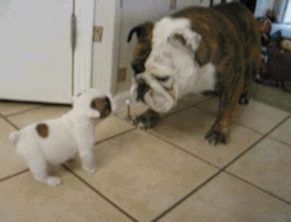 funny, animals, scared, puppy, pets, bulldog, scare, afv, bark – GIF