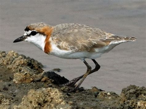 Chestnut-banded Plover