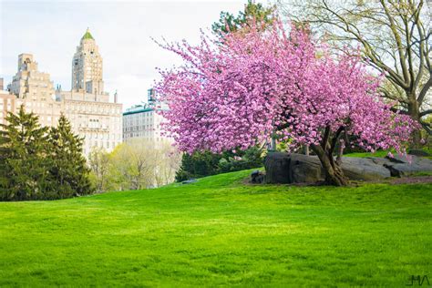 Cherry Blossom in Central Park, a wonderful burst of color ...