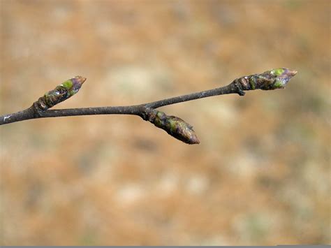 Betula pubescens (downy birch): Go Botany