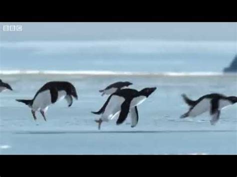 Flying Penguins - BBC April Fools Hoax - YouTube