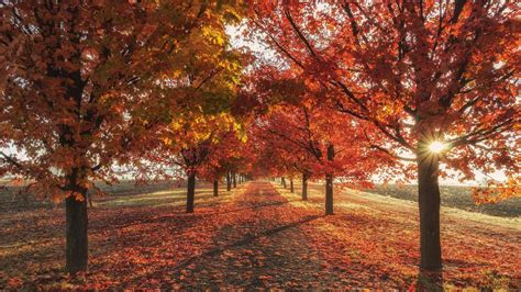 Autumn Laptop Wallpapers Top Free Autumn Laptop Backgrounds Wallpaperaccess Where Was Autumn In ...