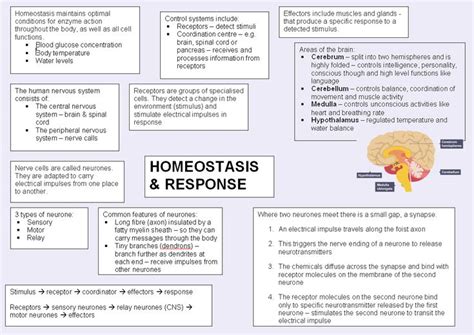 Biology Paper 2 (triple) Revision | Teaching Resources | Gcse biology revision, Biology notes ...