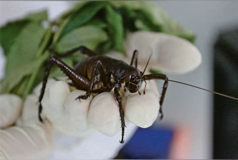 Weta species hits critical | King Country News