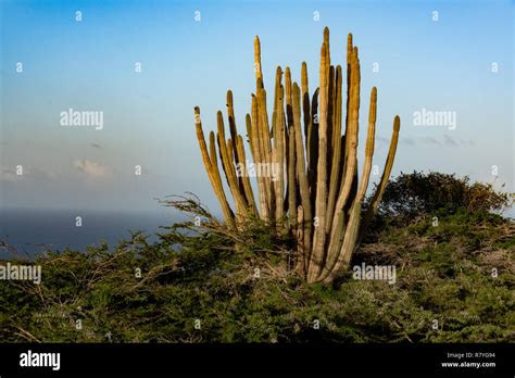 Aruba landscape - Stenocereus griseus cactus bush - a native Aruban plant at sunset - aka ...