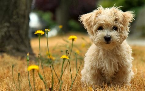 Puppies HD Wallpapers | HD Wallpapers - Blog