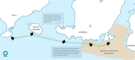 The first documented manta ray nursery in southeast asia :: Wetpixel.com