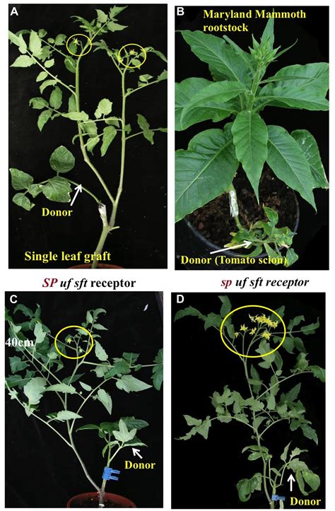 Frontiers | Florigen and anti-florigen – a systemic mechanism for ...