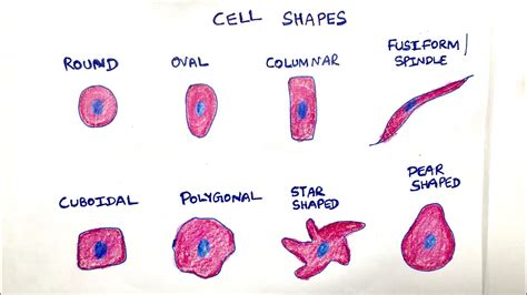 Different cell shapes in cytology - YouTube