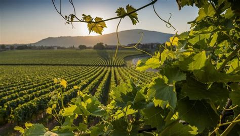 Franciacorta Hidden Treasure - The Italian Guest - La Montina Winery