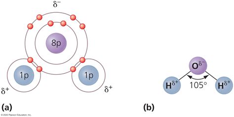 polar covalent bonds of water