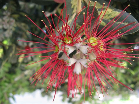 Trees of Santa Cruz County: Metrosideros excelsa - New Zealand ...