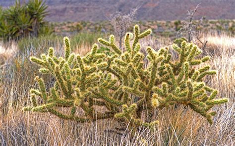 Identifying The Most Common Types of Cactus In Southern Utah