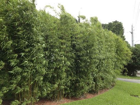 Bamboo Golden Goddess Hedge Live Plants Bambusa Multiplex | Etsy