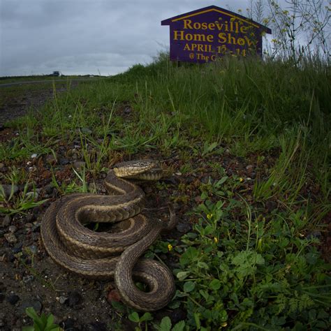 Giant Garter Snake (Thamnophis gigas) | Habitat loss and fra… | Flickr