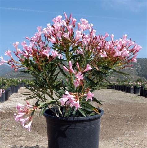 Oleander Varieties