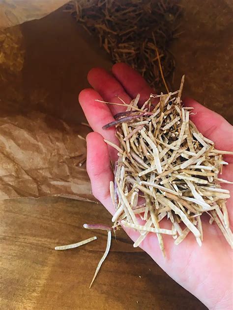 How To Harvest Mustard Seed: Wild Mustard Foraging - APPROACHING HOME