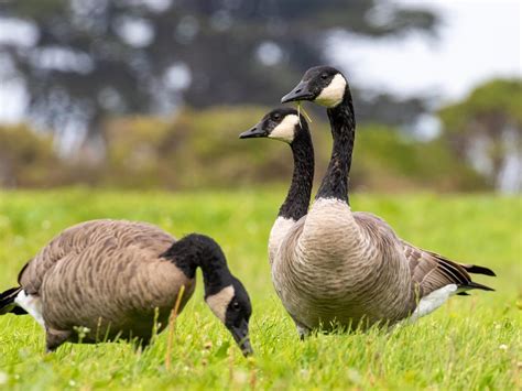 What Do Geese Eat? (Full Diet, Feeding, Habits + Behavior) | Birdfact