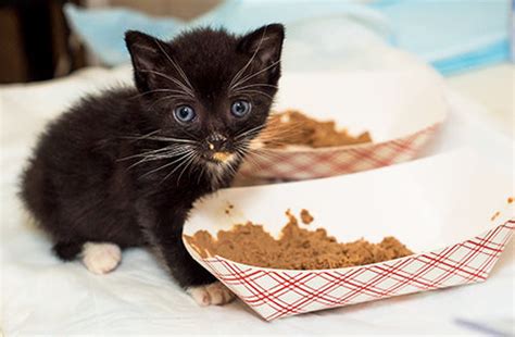 How Much Should A 10-Week-Old Kitten Eat: Thorough Breakdowns – CattyBox