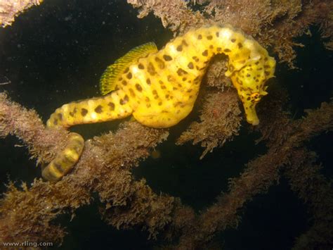 Bigbelly Seahorse | A Bigbelly Seahorse (Hippocampus abdomin… | Flickr