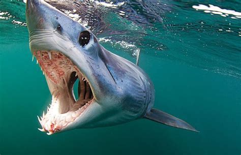 A close up of a mako shark | Imágenes de tiburones, Fotos de tiburones ...