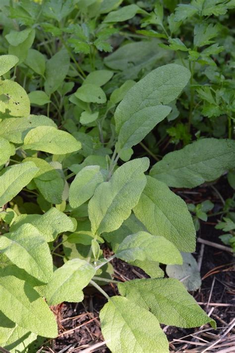 5 Uses for Sage Herb and How to Make an Oxymel | Joybilee® Farm | DIY ...