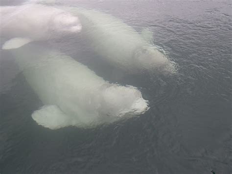 Make Water Famous – Livestream captures beluga whale migration