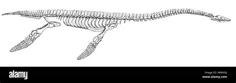 Plesiosaurus hi-res stock photography and images - Alamy