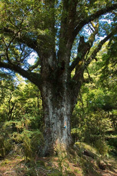 50+ Blue River New Zealand Photos Stock Photos, Pictures & Royalty-Free Images - iStock