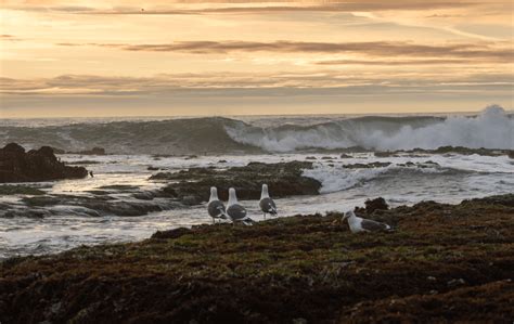 Mavericks Beach | Beachfix