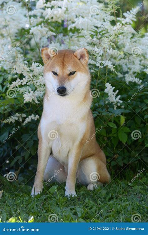 Portrait of a Female Dog of the Siba Inu Breed Stock Image - Image of ...