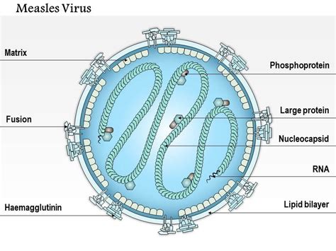 0614 Measles Virus Medical Images For Powerpoint | PowerPoint Templates ...