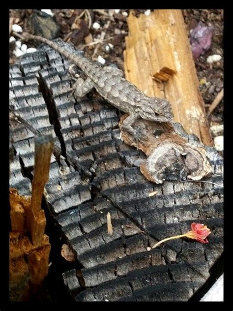 Camouflage | Reptiles, Camouflage, Insects