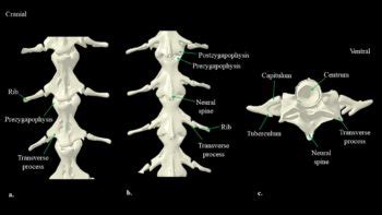 Necturus skeleton | Atlas of Comparative Vertebrate Anatomy