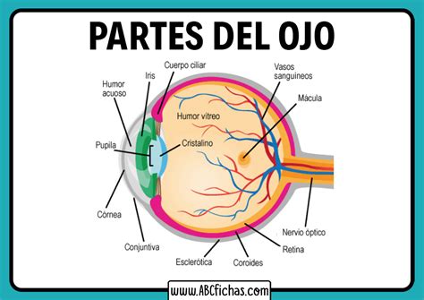 Anatomía y Partes del Ojo Humano | Función del Ojo