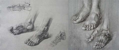 Foot Anatomy - Anatomy course for artists