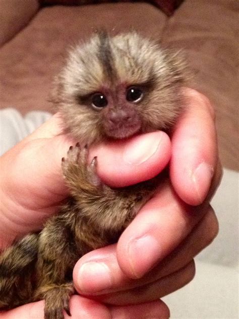 Baby Marmoset Monkey | Pet monkey, Cute monkey, Cute baby monkey