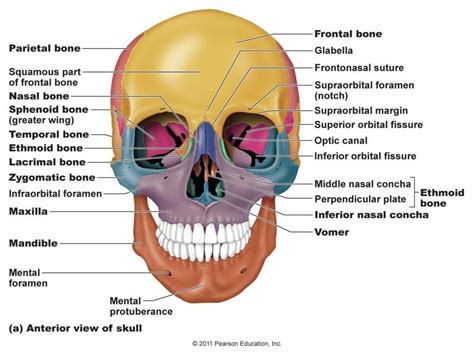 Parietal Bone Function . Parietal Bone Function Image Result For ...