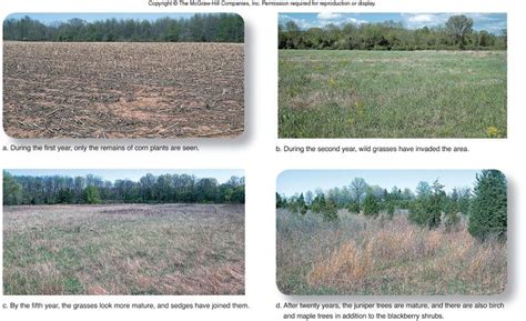 Primary and Secondary Succession | Secondary succession, Ecological succession, Corn plant