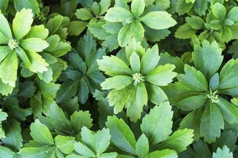 Growing Pachysandra Ground Cover | Garden Guides