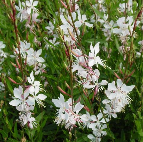 Gaura lindheimeri 'Whirling Butterflies' from NVK Nurseries