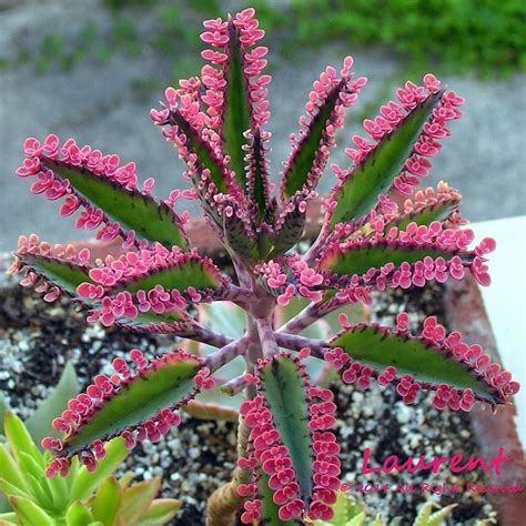 Kalanchoe daigremontiana | Suculentas, Kalanchoe daigremontiana, Plantas crasas