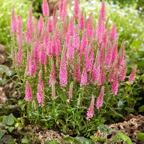 Veronica Spicata Pink Goblin Garden Spiked Speedwell Flower Seeds