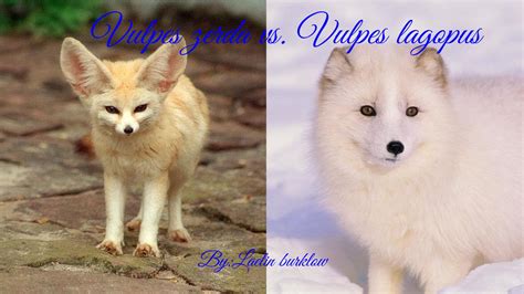 vulpes zerda vs arctic fox!!! by Laelin Burklow - Flipsnack