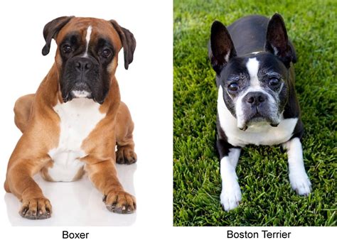 Boxer and Boston Terrier | Boston terrier boxer mix, Boxer dogs, Boxer puppies