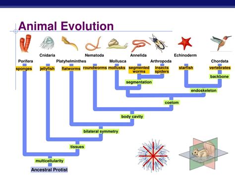 Evolution Of Animals Chart